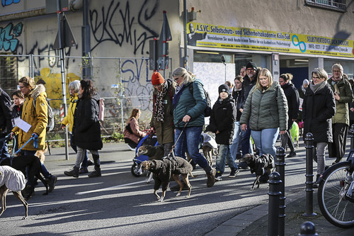 Galgo Marsch Köln 2025 401.jpg