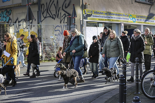 Galgo Marsch Köln 2025 402.jpg