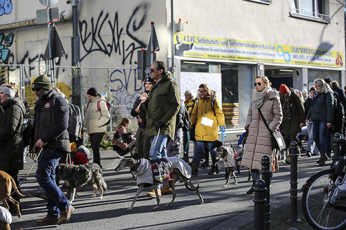 Galgo Marsch Köln 2025 400.jpg