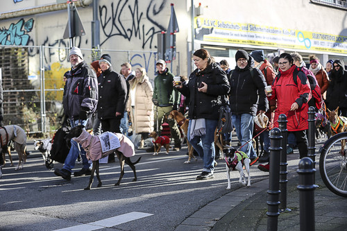 Galgo Marsch Köln 2025 419.jpg