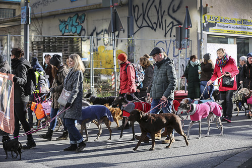 Galgo Marsch Köln 2025 390.jpg