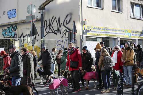 Galgo Marsch Köln 2025 393.jpg
