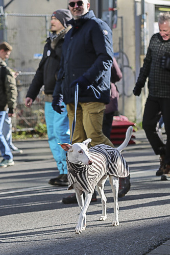 Galgo Marsch Köln 2025 406.jpg