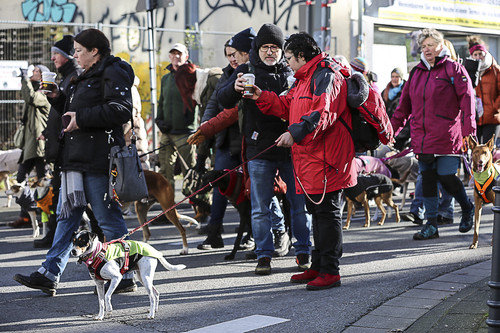 Galgo Marsch Köln 2025 423.jpg