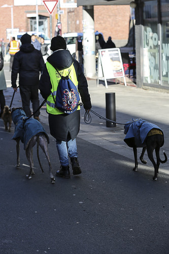 Galgo Marsch Köln 2025 378.jpg