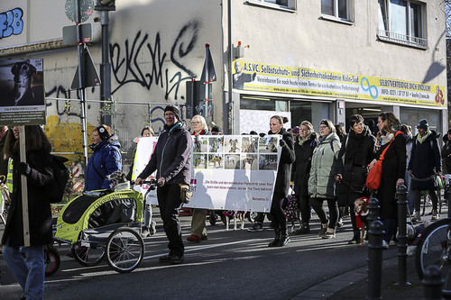 Galgo Marsch Köln 2025 543.jpg