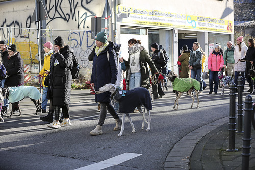 Galgo Marsch Köln 2025 548.jpg