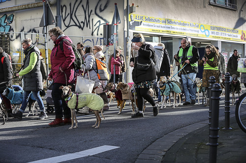 Galgo Marsch Köln 2025 536.jpg