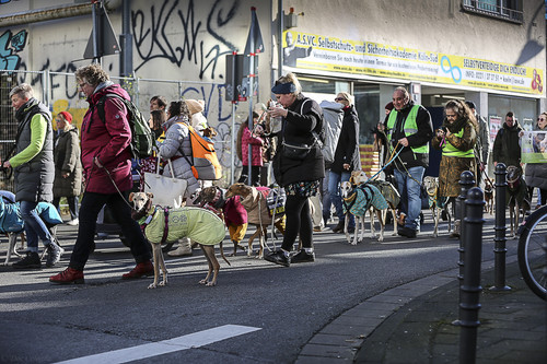 Galgo Marsch Köln 2025 537.jpg