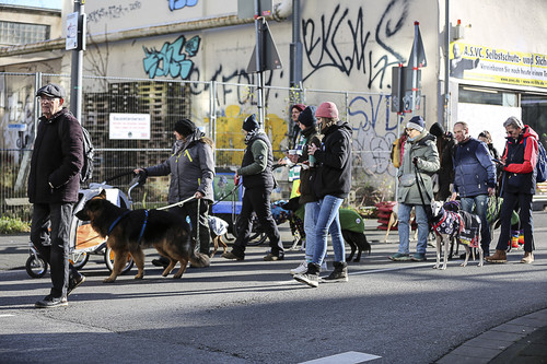 Galgo Marsch Köln 2025 525.jpg