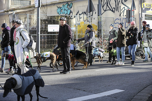 Galgo Marsch Köln 2025 523.jpg