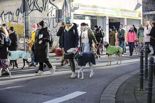 Galgo Marsch Köln 2025 547.jpg