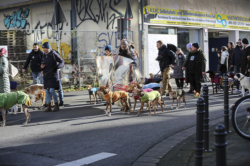 Galgo Marsch Köln 2025 518.jpg