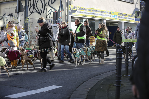 Galgo Marsch Köln 2025 538.jpg