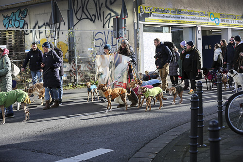 Galgo Marsch Köln 2025 517.jpg