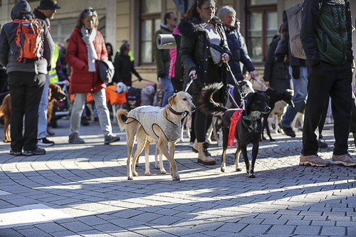 Galgo Marsch Köln 2025 202.jpg
