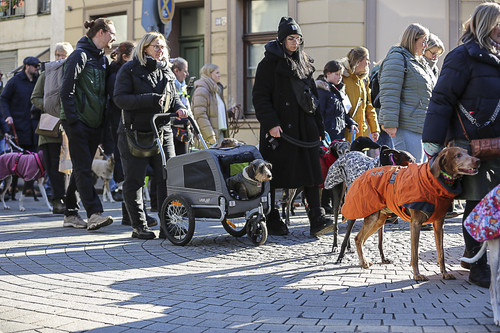 Galgo Marsch Köln 2025 198.jpg