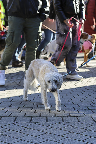 Galgo Marsch Köln 2025 196.jpg