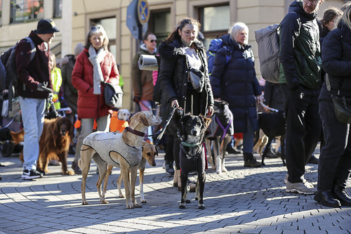 Galgo Marsch Köln 2025 205.jpg
