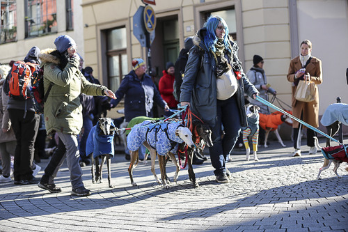 Galgo Marsch Köln 2025 210.jpg