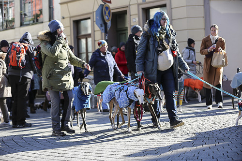 Galgo Marsch Köln 2025 211.jpg
