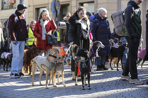 Galgo Marsch Köln 2025 206.jpg