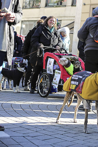 Galgo Marsch Köln 2025 214.jpg