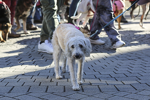 Galgo Marsch Köln 2025 197.jpg