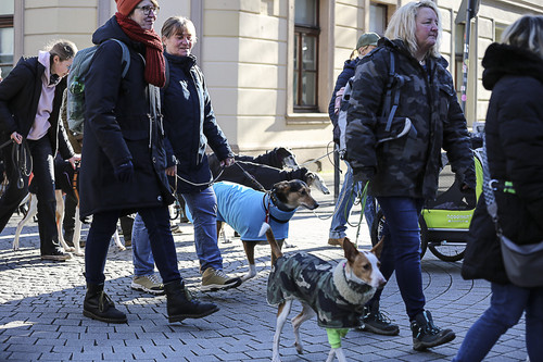 Galgo Marsch Köln 2025 237.jpg