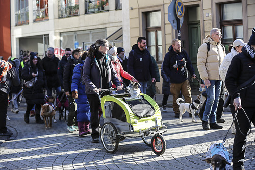 Galgo Marsch Köln 2025 250.jpg