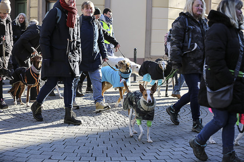 Galgo Marsch Köln 2025 236.jpg