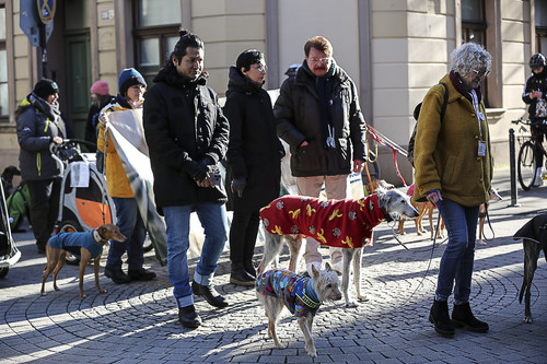Galgo Marsch Köln 2025 246.jpg