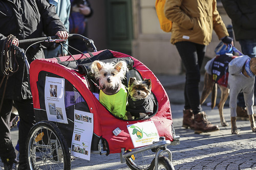Galgo Marsch Köln 2025 221.jpg