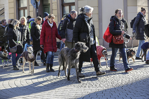 Galgo Marsch Köln 2025 231.jpg
