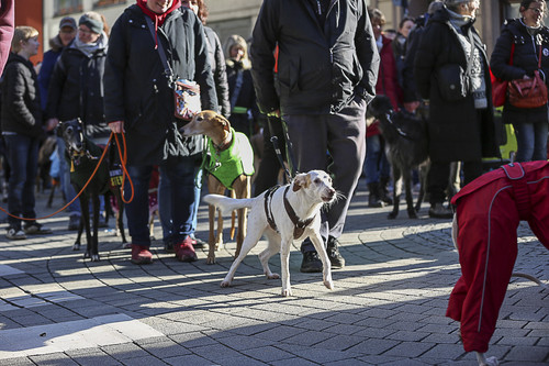 Galgo Marsch Köln 2025 230.jpg