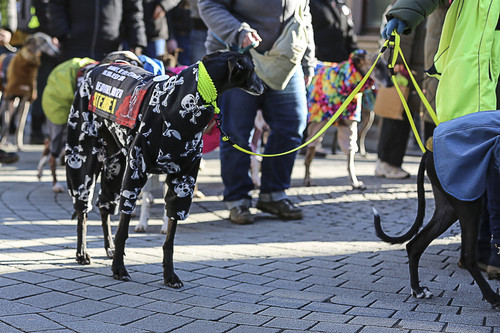 Galgo Marsch Köln 2025 244.jpg