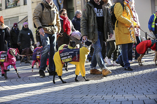 Galgo Marsch Köln 2025 239.jpg