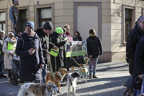 Galgo Marsch Köln 2025 257.jpg