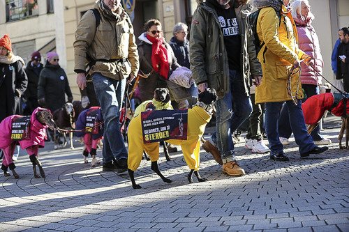 Galgo Marsch Köln 2025 240.jpg