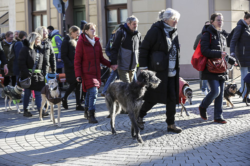 Galgo Marsch Köln 2025 232.jpg