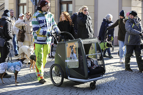 Galgo Marsch Köln 2025 247.jpg