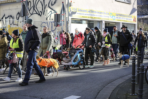 Galgo Marsch Köln 2025 554.jpg