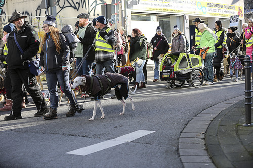Galgo Marsch Köln 2025 560.jpg