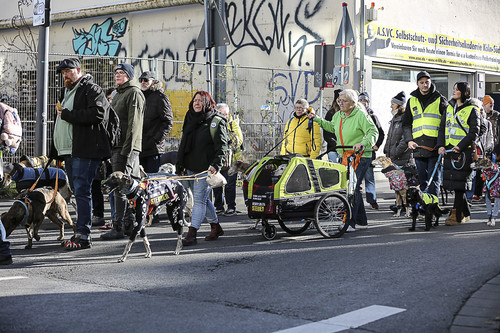 Galgo Marsch Köln 2025 561.jpg