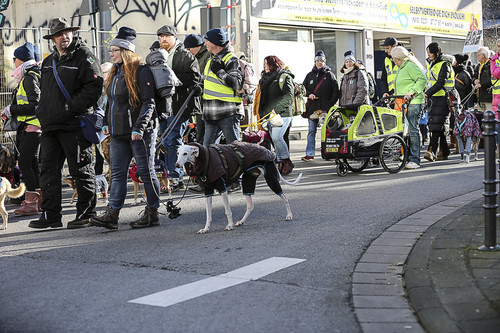 Galgo Marsch Köln 2025 559.jpg
