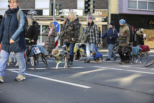 Galgo Marsch Köln 2025 647.jpg