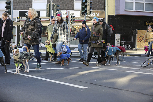 Galgo Marsch Köln 2025 648.jpg