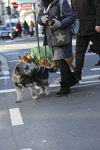 Galgo Marsch Köln 2025 640.jpg