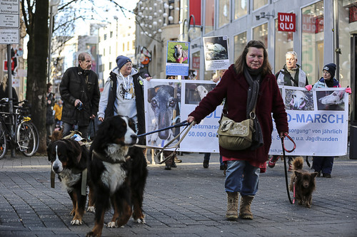 Galgo Marsch Köln 2025 666.jpg