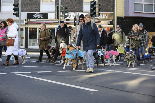 Galgo Marsch Köln 2025 645.jpg